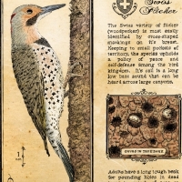 Final woodpecker